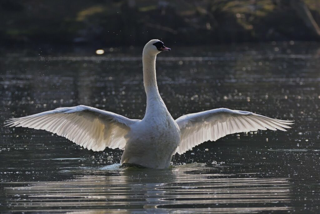 schwan
